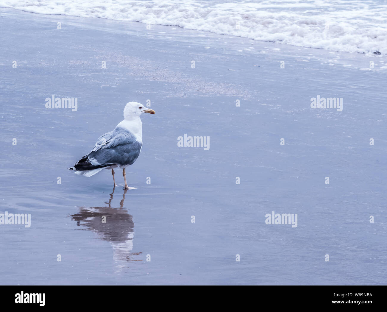 Eine schwarze gesichert Möwe am Strand mit seiner Reflexion über den Ozean Wasser in Biarritz, Frankreich. Stockfoto