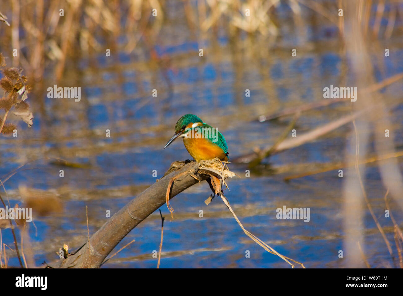 Gemeinsame Eisvogel - Alcedo atthis Stockfoto