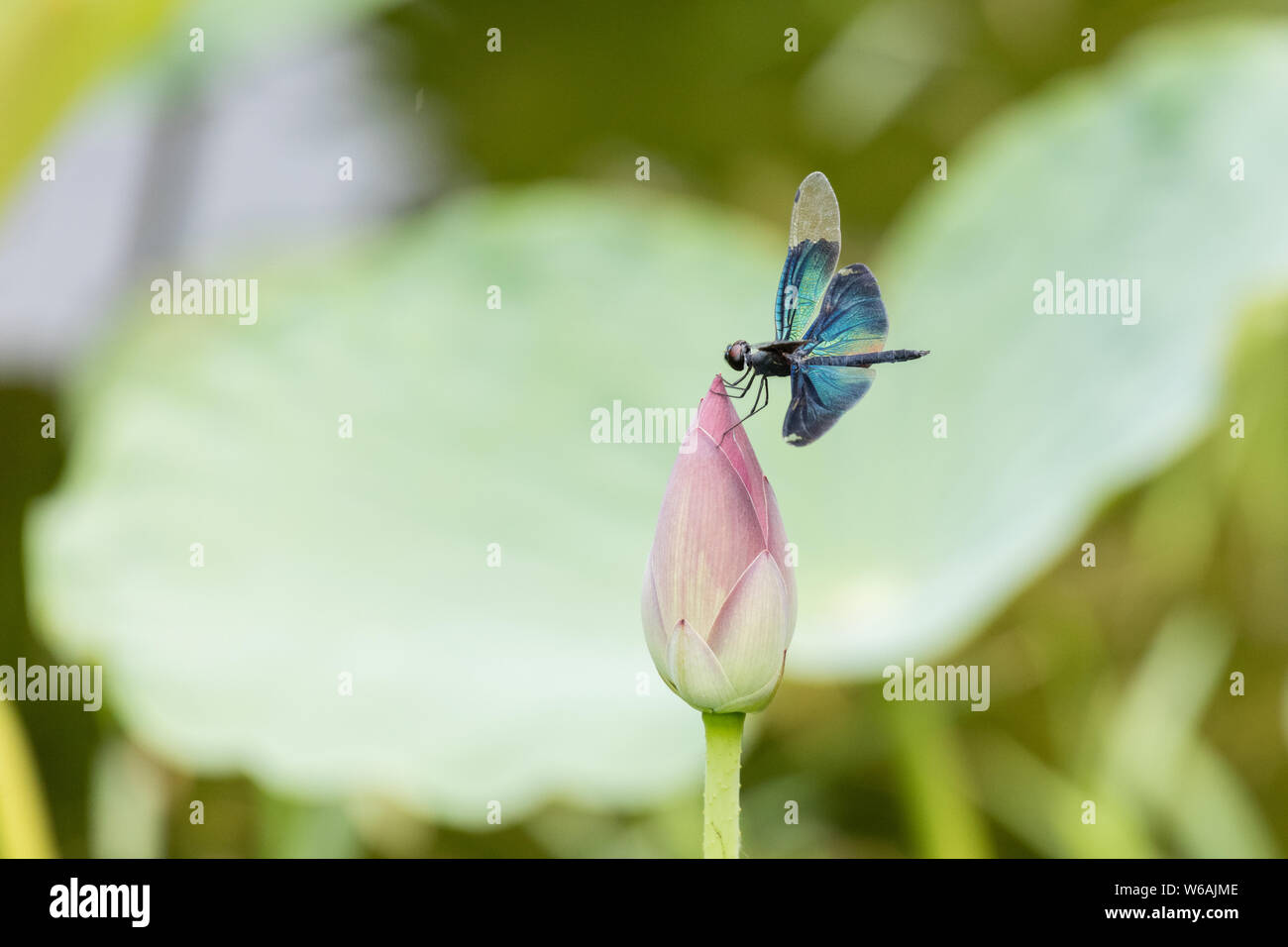 Dragonfly Rest auf Lotus Blume, Rhyothemis fuliginosa - zu einem Feuchtgebiet, Peking, China Stockfoto