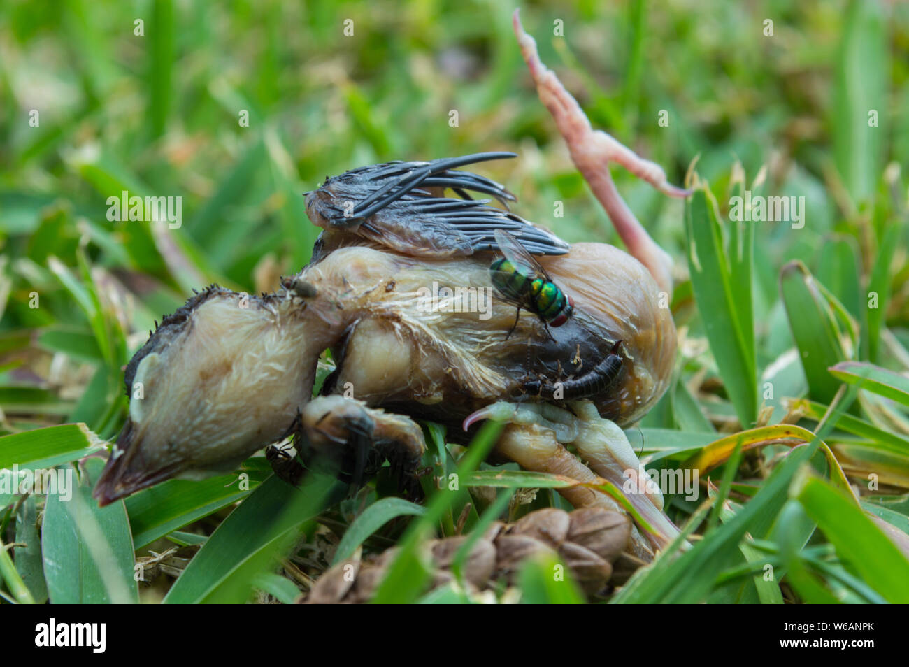 Tote baby Vogel liegen auf Gras Stockfoto