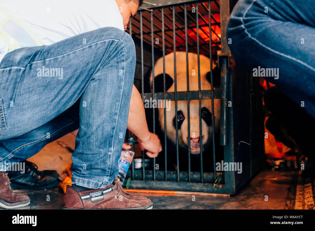 Panda Wei Wei, denen angeblich durch einen Tierpfleger in Wuhan Zoo missbraucht, wird auf ein Flugzeug der China Southern Airlines geladen, es bereitet Stockfoto