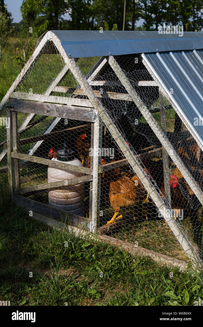 Die Hühner werden sicher in den Hühnertraktor gestellt. Stockfoto