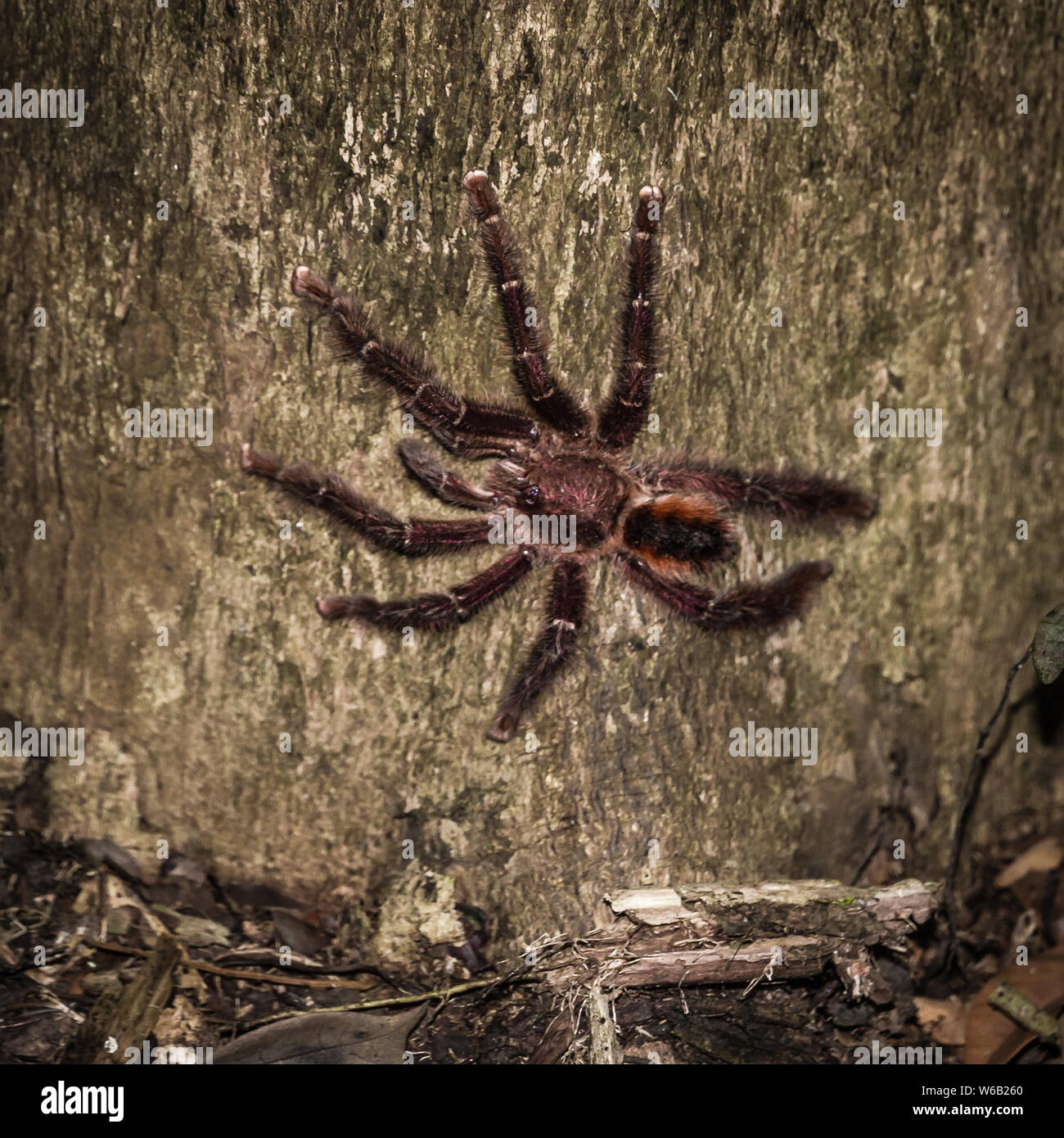 Ein einsamer Tarantula ruht auf einem Baum in Peru. Stockfoto