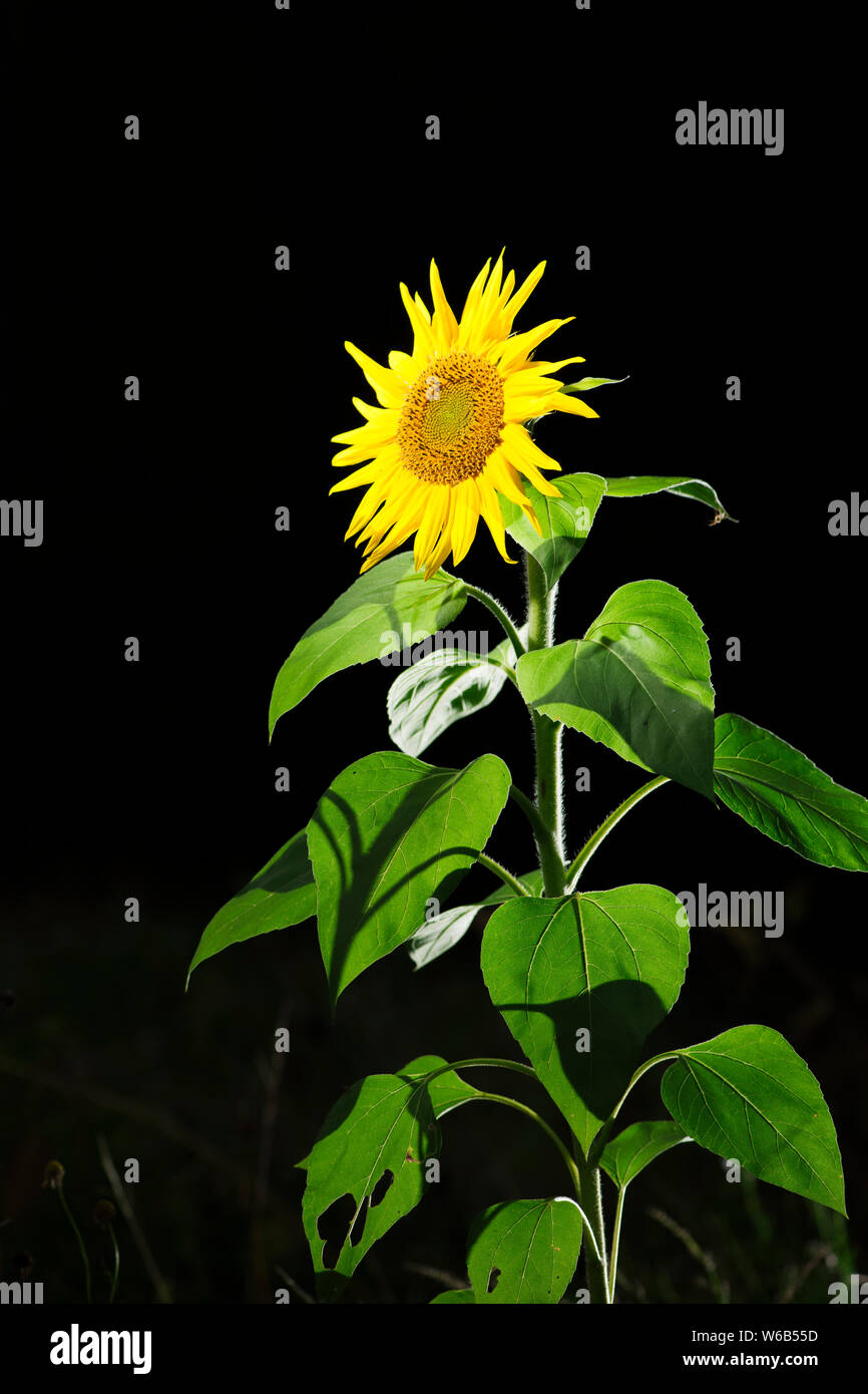 Drei Viertel Ansicht einer Sonnenblume (lat.: Helianthus annuus) im Streiflicht auf schwarzem Hintergrund. Stockfoto