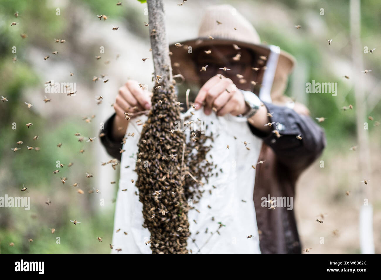 Ein Imker guides Bienen den Weg zurück in ihre Bienenstöcke an Chinas größten Klippe zu finden - im Bienenhaus in Miyun, Peking, China, 11. Mai 2018. Ein vert Stockfoto