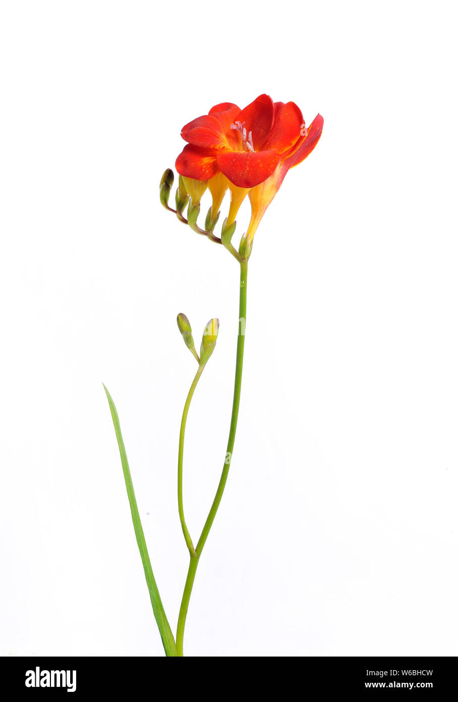 Rote Blumen auf weißem Hintergrund Stockfoto