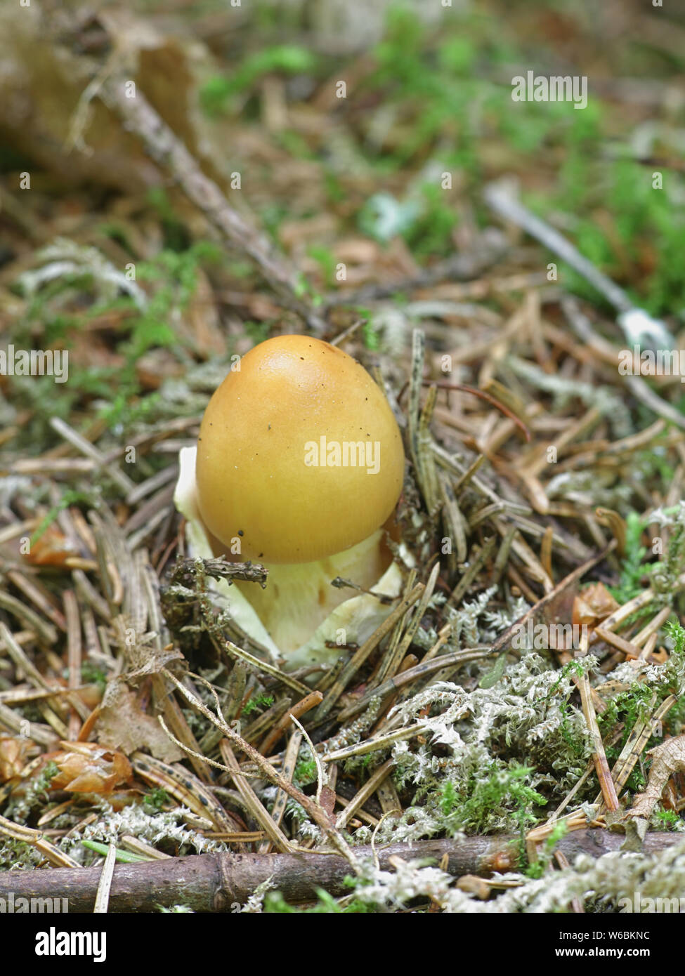 Orange Grisette Pilz, auch als Safran Ringless Amanita, Amanita crocea, wilde Pilze aus Finnland bekannt Stockfoto