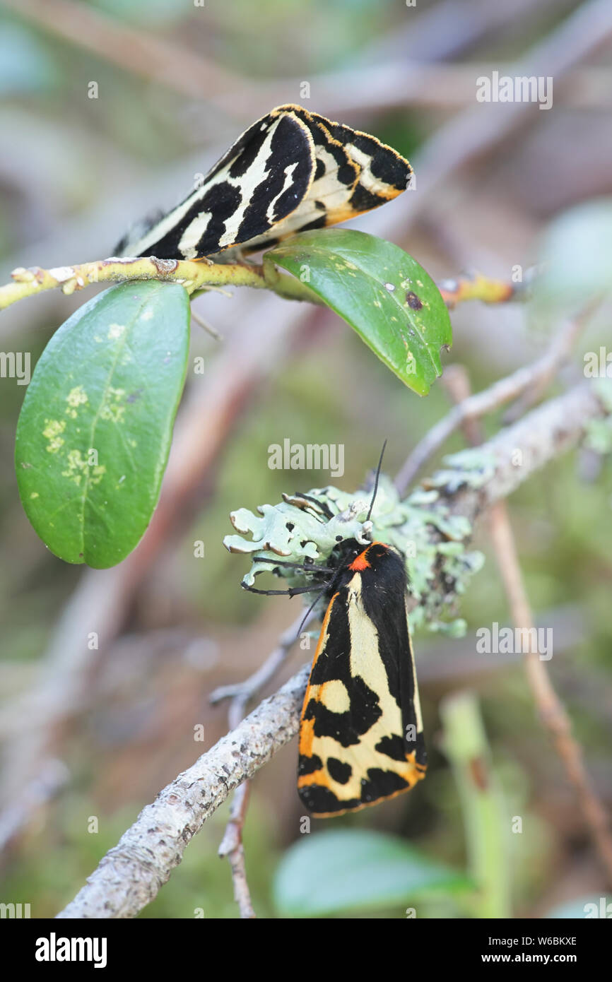 Parasemia plantaginis, bekannt als das Holz Tiger, ein Schmetterling aus der Familie Erebidae Stockfoto