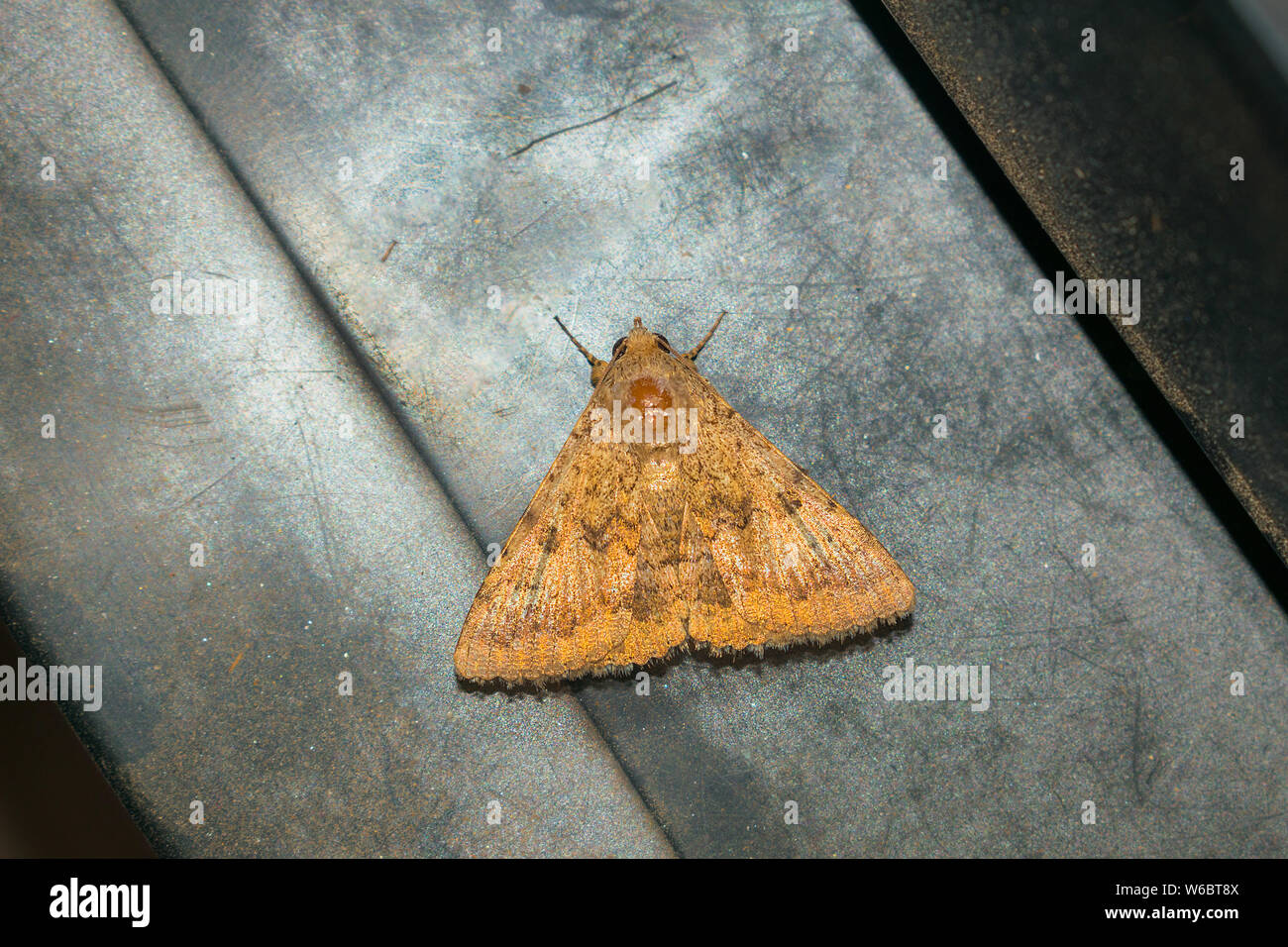 Nahaufnahme der eine braune Motte auf einem grauen strukturierten Hintergrund. Braune Motte sitzt auf einem grauen Hintergrund. Stockfoto