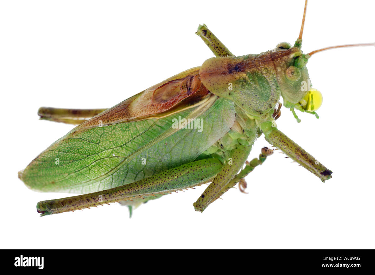 Grüne tote gefrorene Heuschrecke Heuschrecke mit Tautropfen. Auf weissem studio Makro isoliert Stockfoto