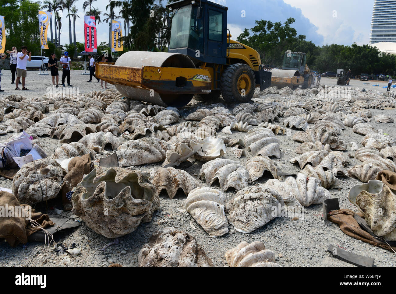 Ein Bagger zerquetscht und zerstört mehr als 6.000 aquatischen Fauna Produkte, über 40 Tonnen in Sanya City, South China Hainan Provinz, 2 gewogen Stockfoto
