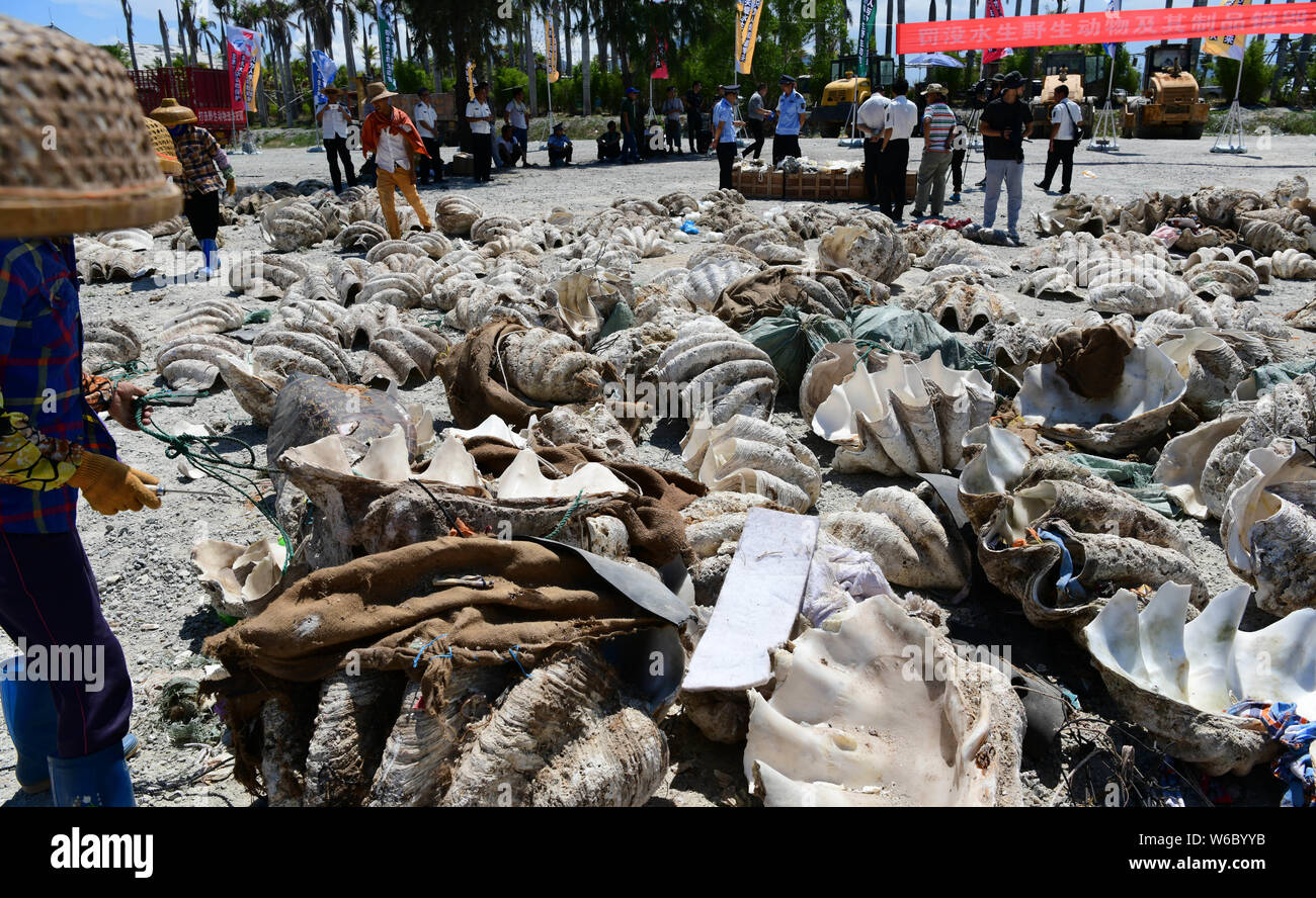 Anwohner Blick auf mehr als 6.000 aquatischen Fauna Produkte, über 40 Tonnen in Sanya city zerstört werden, South China Hainan provi gewogen Stockfoto