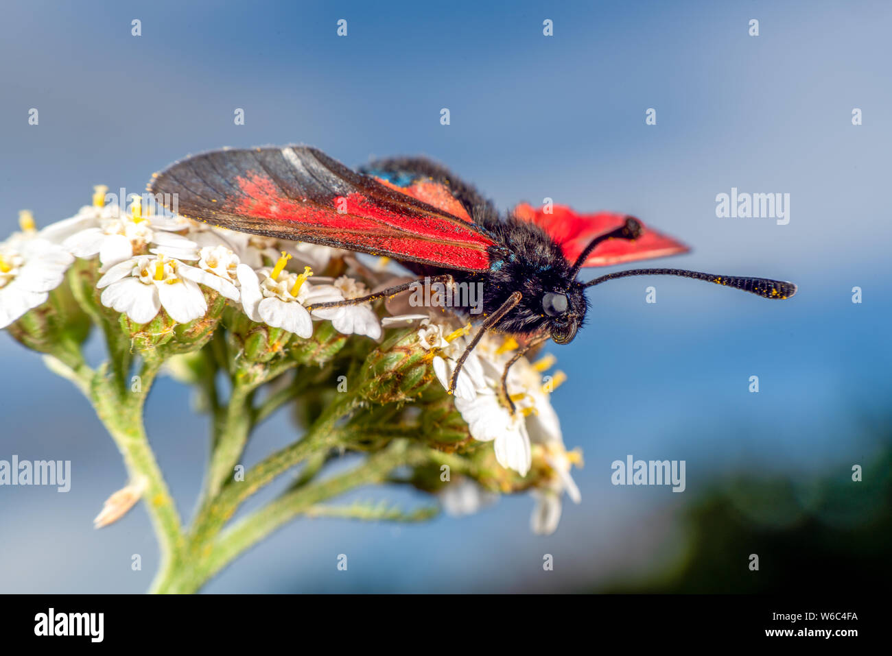 Burnett Motte Ist Eine Rote Und Schwarze Schmetterling Stockfotografie Alamy