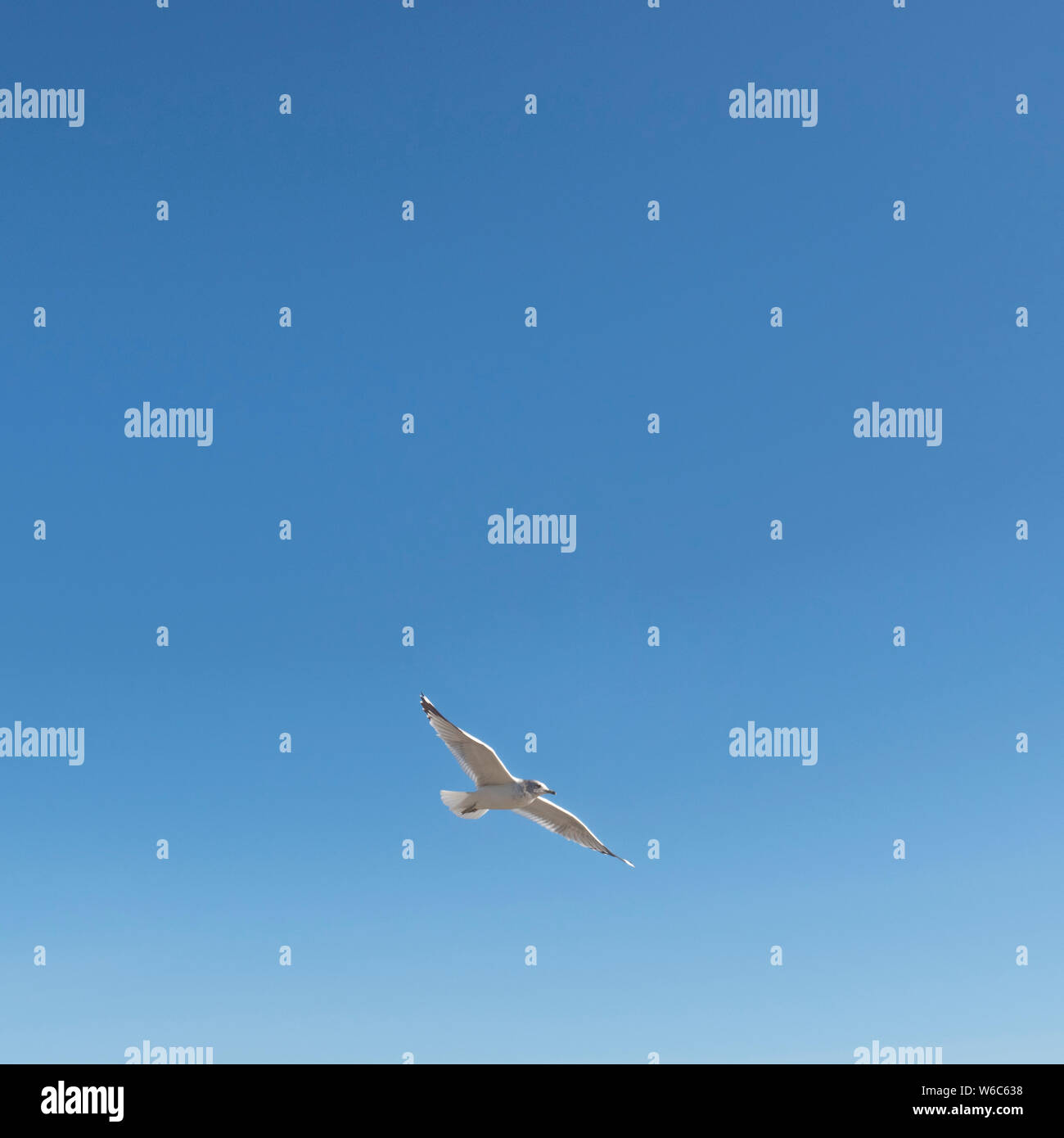 Single seagull Allein fliegen im Himmel auf einfache blauer Hintergrund Stockfoto Single seagull Allein fliegen im Himmel auf einfache blauer Hintergrund Stockfoto