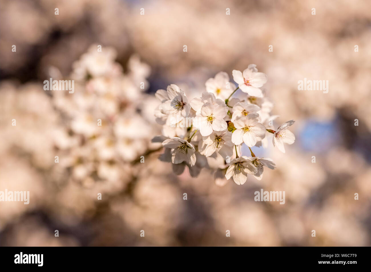 Weiße Blüten eines Somei Yoshino japanischen Kirschbaum (Prunus x yedoensis) in voller Blüte Stockfoto