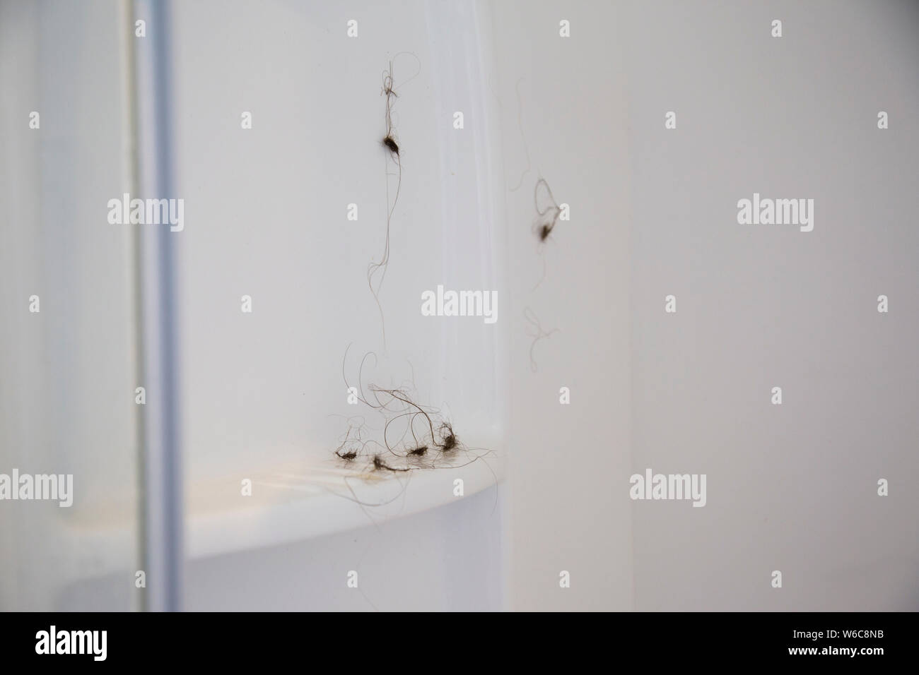 Haar Kugeln in der Dusche. Haare fallen nach der Schwangerschaft und Stillzeit. Am Besten vom Blockieren der Ablass zu halten , Kugel es oben an der Wand Stockfoto
