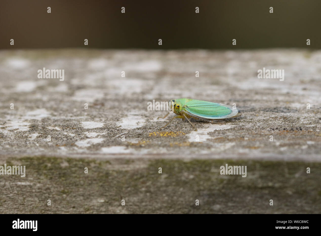 Ein niedliches kleines grünes Blatt - Hopper, Cicadella viridis, hocken auf einem Holzzaun auf einer Wiese. Stockfoto