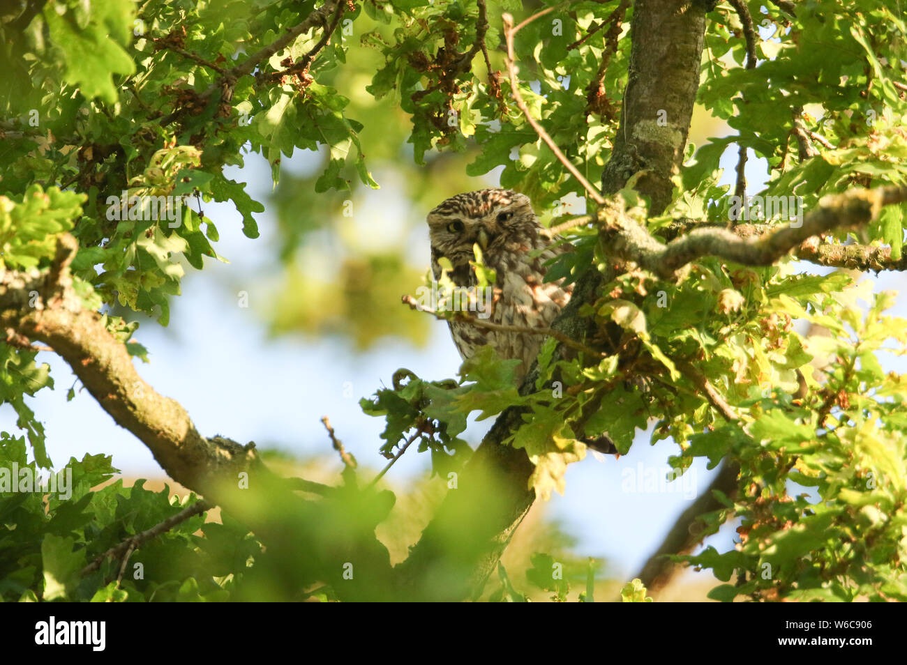 Ein verschlafenes cute Steinkauz, Athene noctua, hocken auf einem Zweig in einer Eiche in der Abenddämmerung. Stockfoto