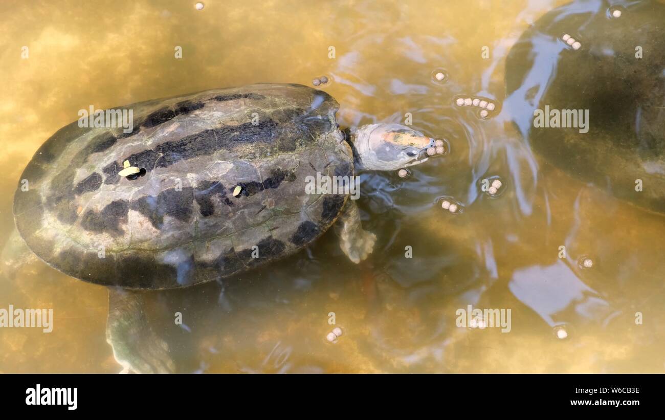 Wasserschildkröten. Konzept der Tiere im Zoo. Stockfoto