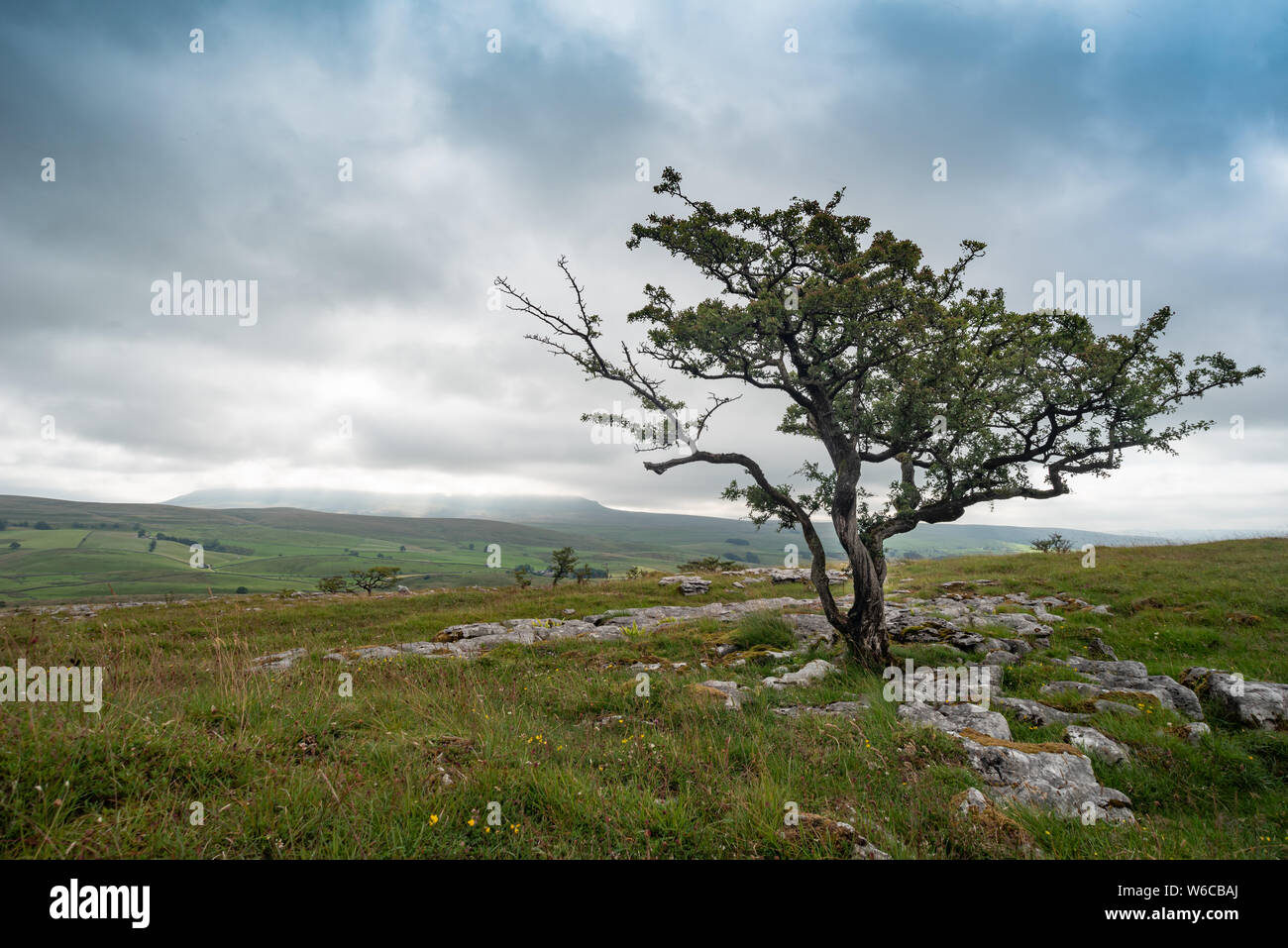 Alte Hawthorn tree mit Pen-y-Gent in den Wolken Stockfoto