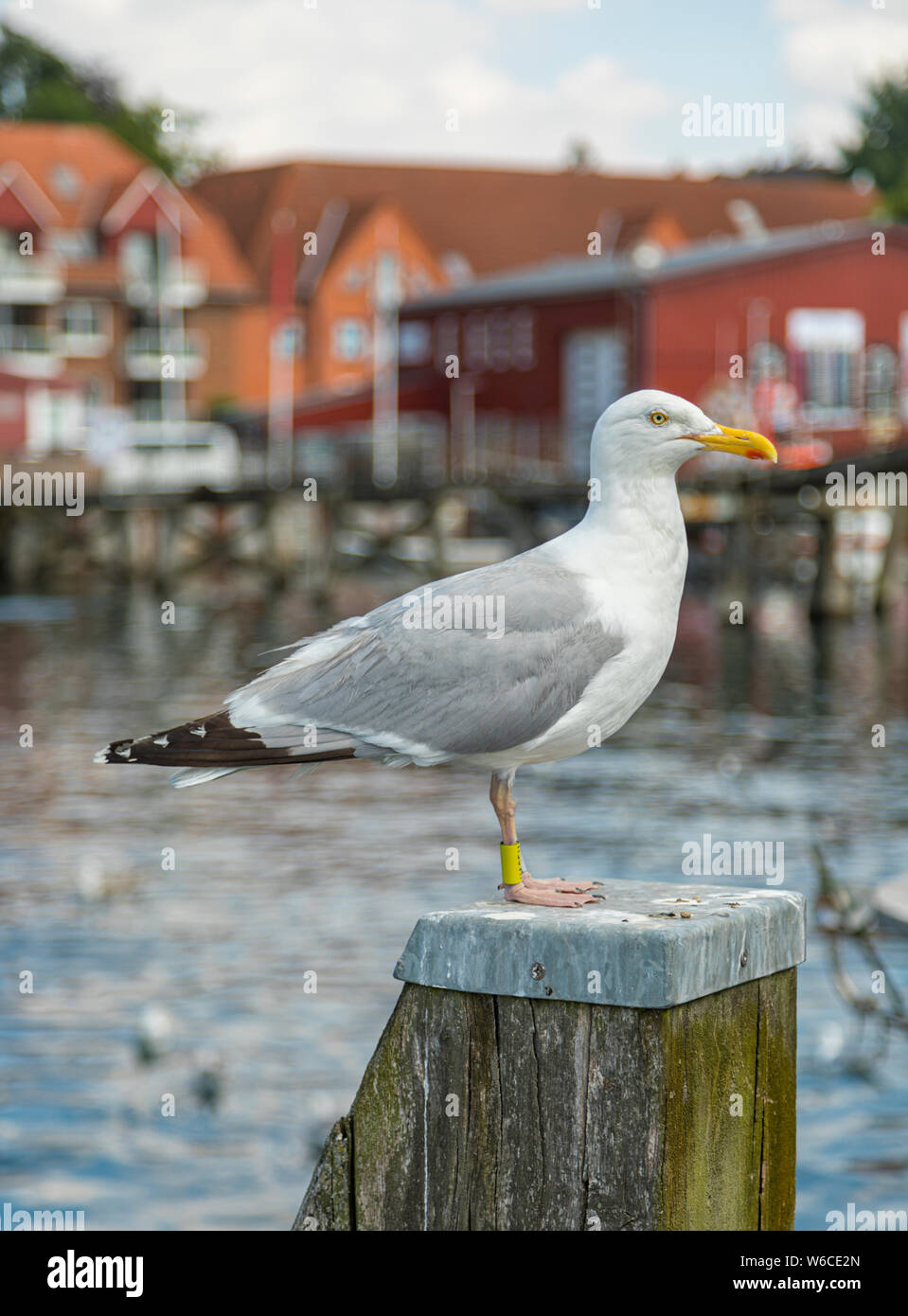 Europäische Silbermöwe auf einer Stange an der Ostsee Hafen von Eckernförde Stockfoto