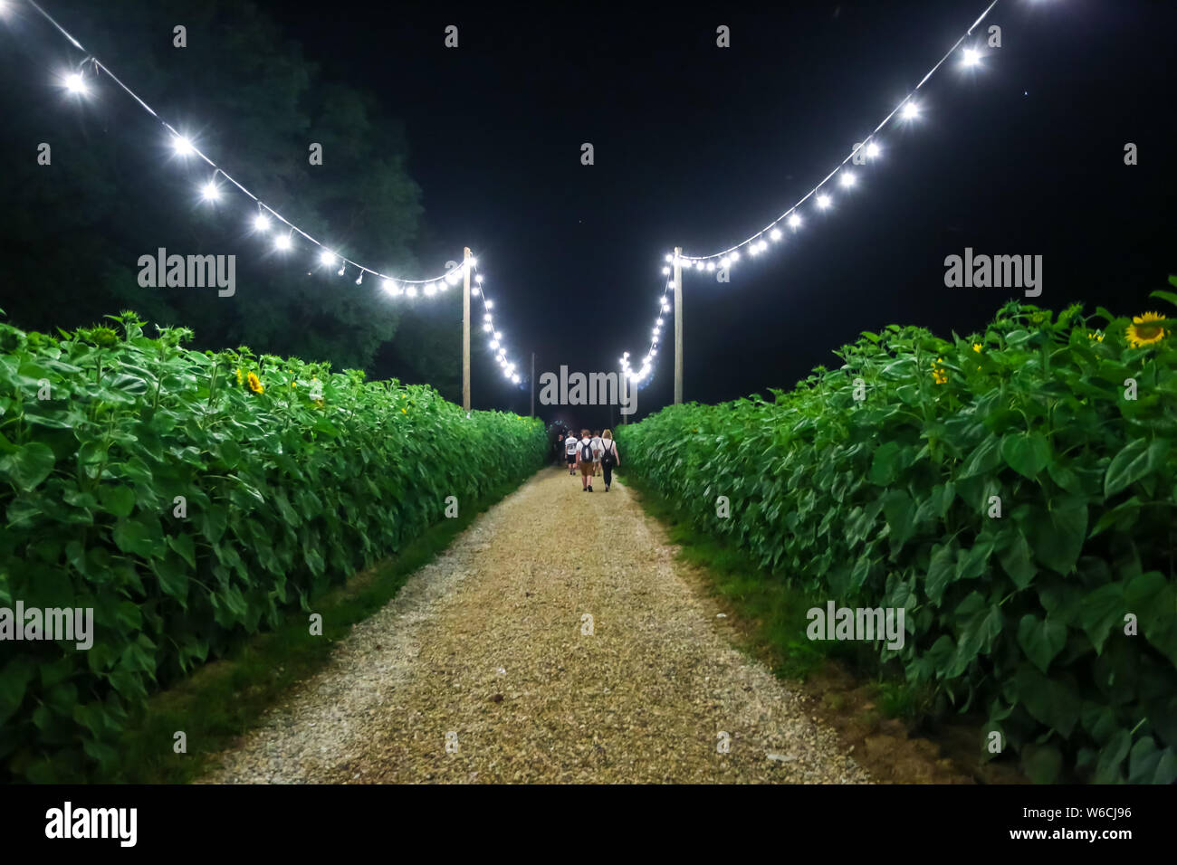 Brezje, Kroatien - 19 Juli, 2019: die Menschen, die durch den Weg der Sonnenblumenfeld während der Waldflächen, ultimative Wald elektronische Musik festiva Stockfoto