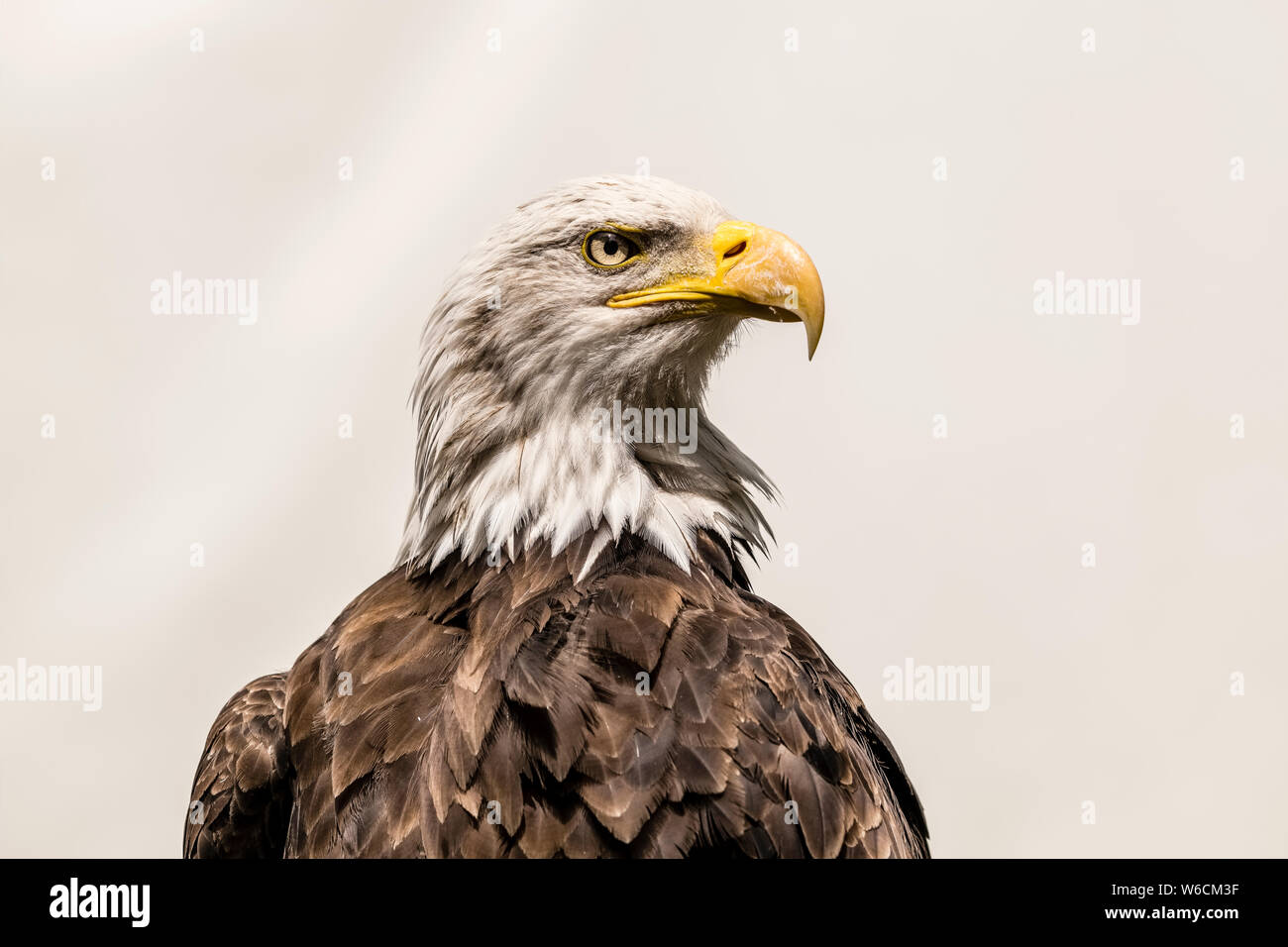 Nahaufnahme Porträt einer Weißkopfseeadler (Haliaeetus leucocephalus) Stockfoto