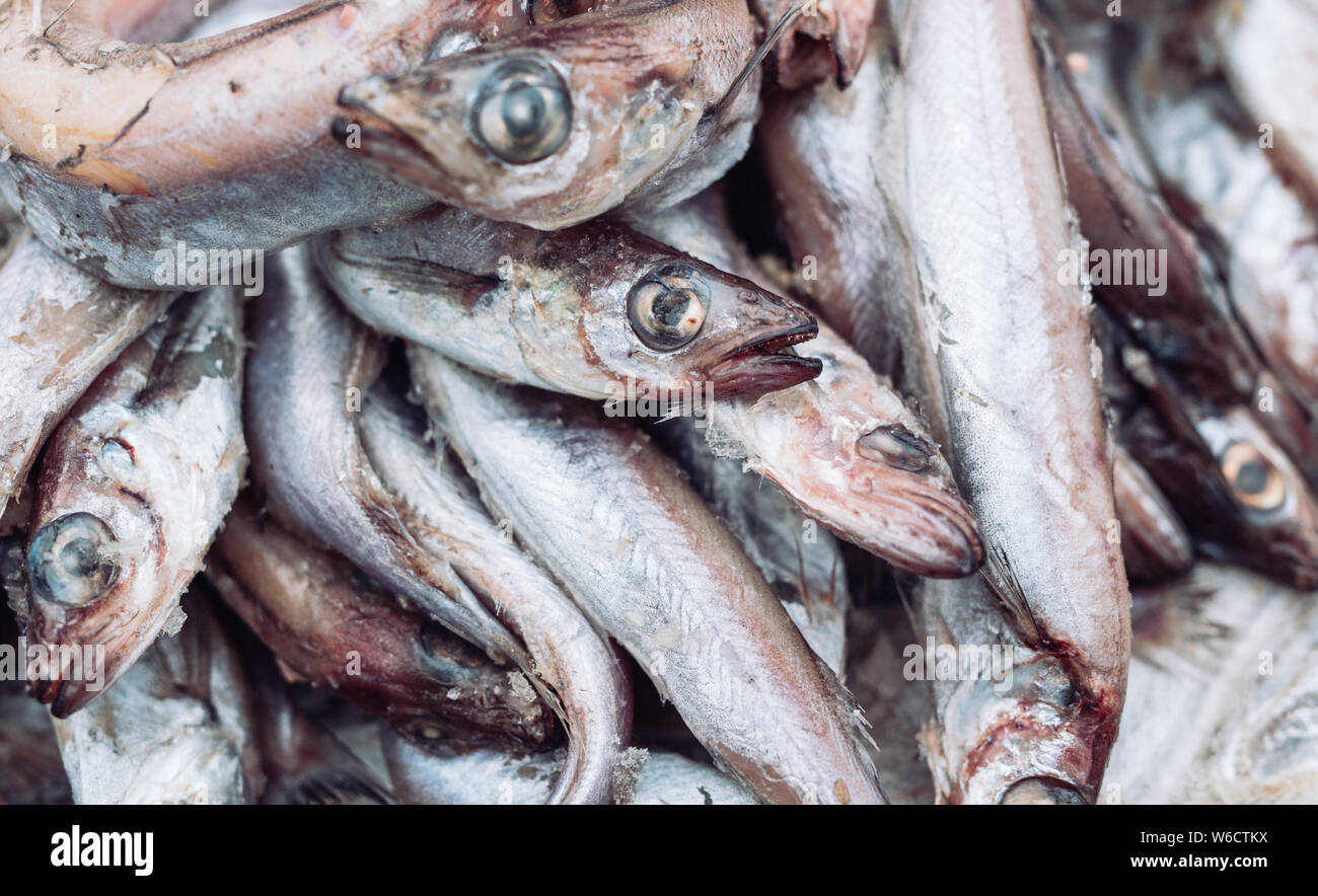 Frischen Fisch in den Store auf dem Hintergrund. Stockfoto
