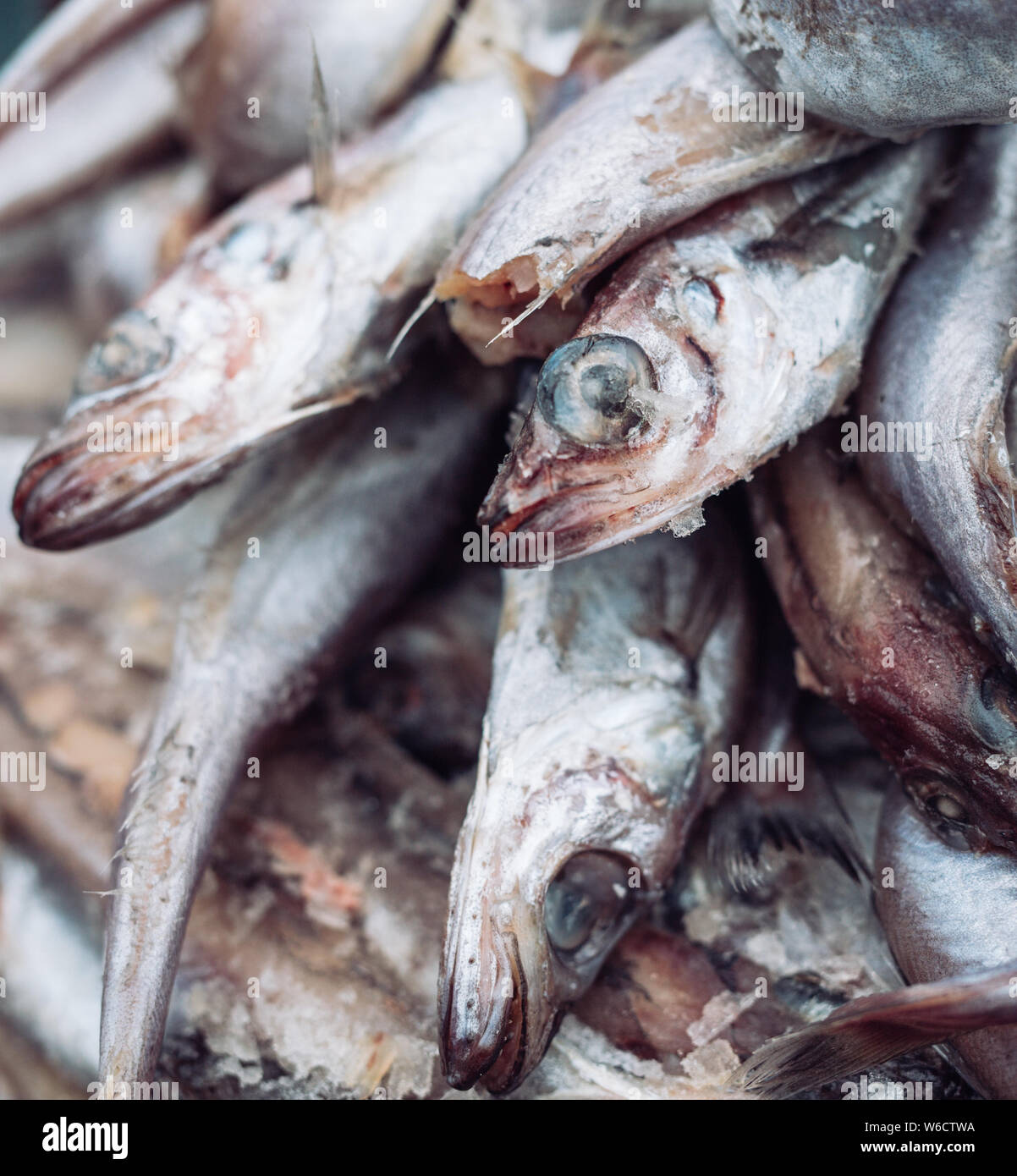 Frischen Fisch in den Store auf dem Hintergrund. Stockfoto