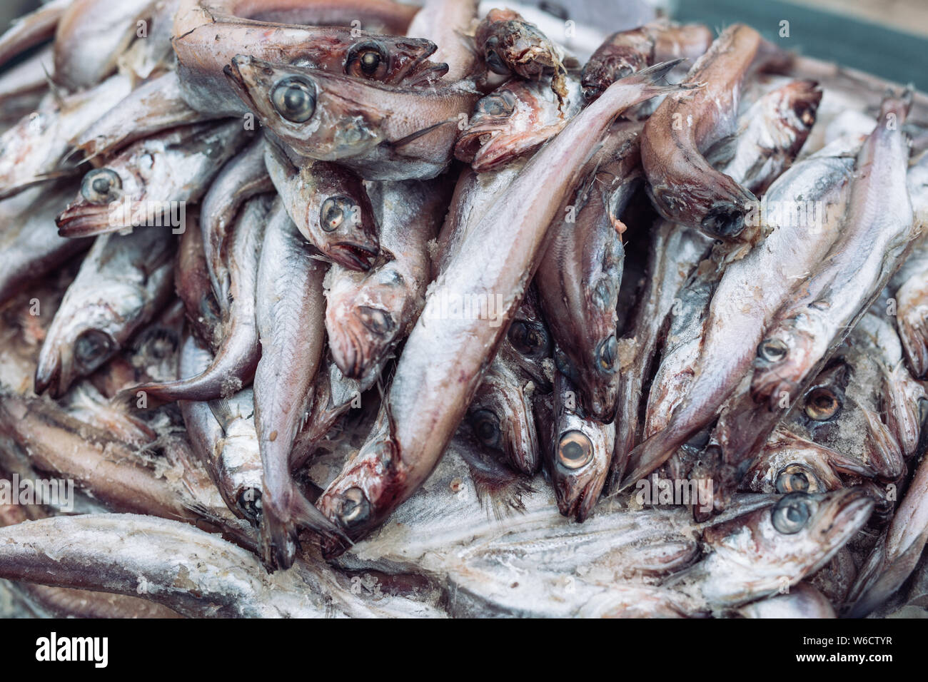 Frischen Fisch in den Store auf dem Hintergrund. Stockfoto