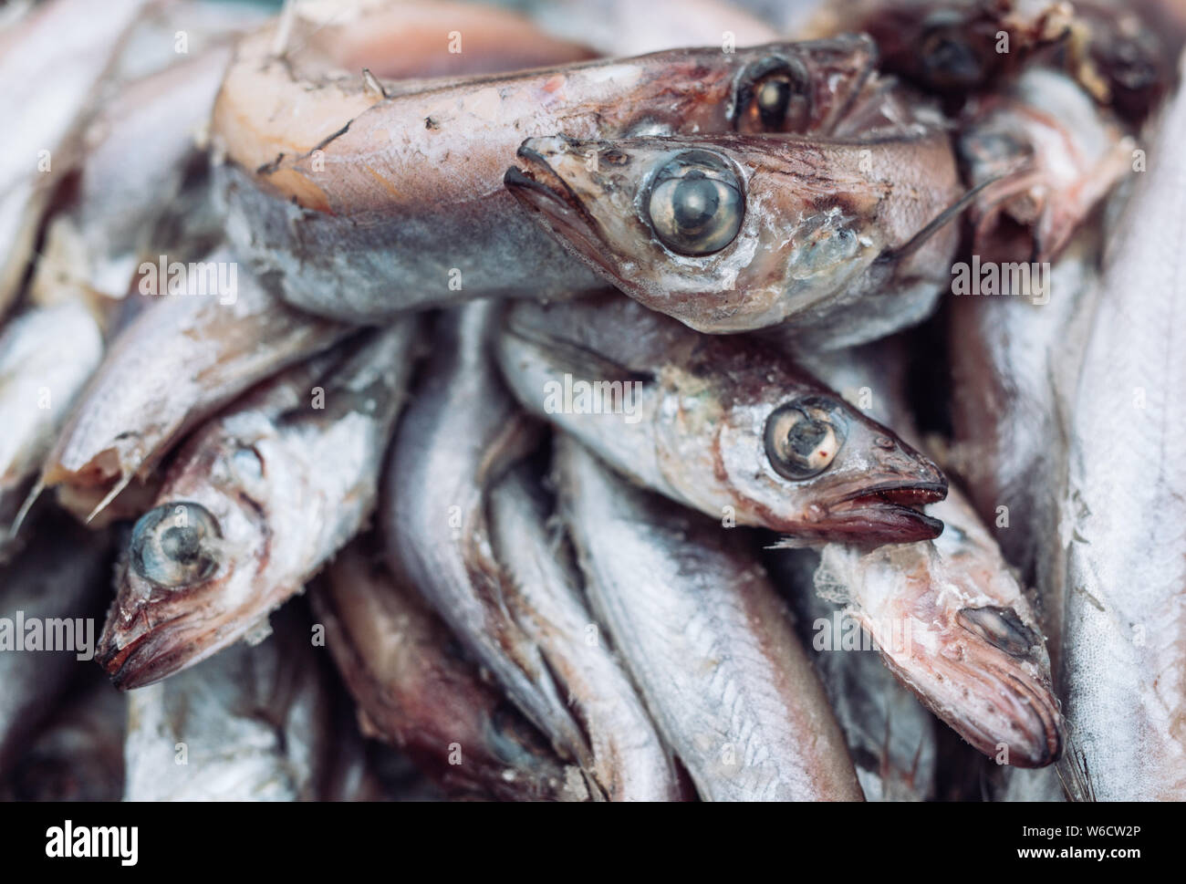 Frischen Fisch in den Store auf dem Hintergrund. Stockfoto