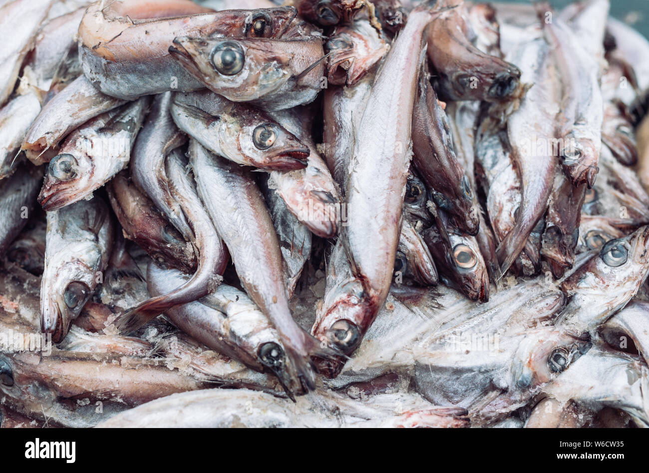 Frischen Fisch in den Store auf dem Hintergrund. Stockfoto