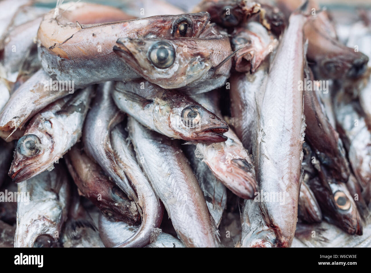 Frischen Fisch in den Store auf dem Hintergrund. Stockfoto