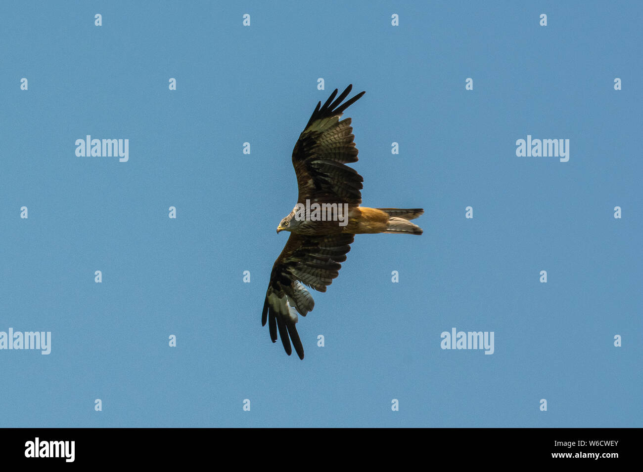 Rotmilan Milvus milvus Fliegen Stockfoto