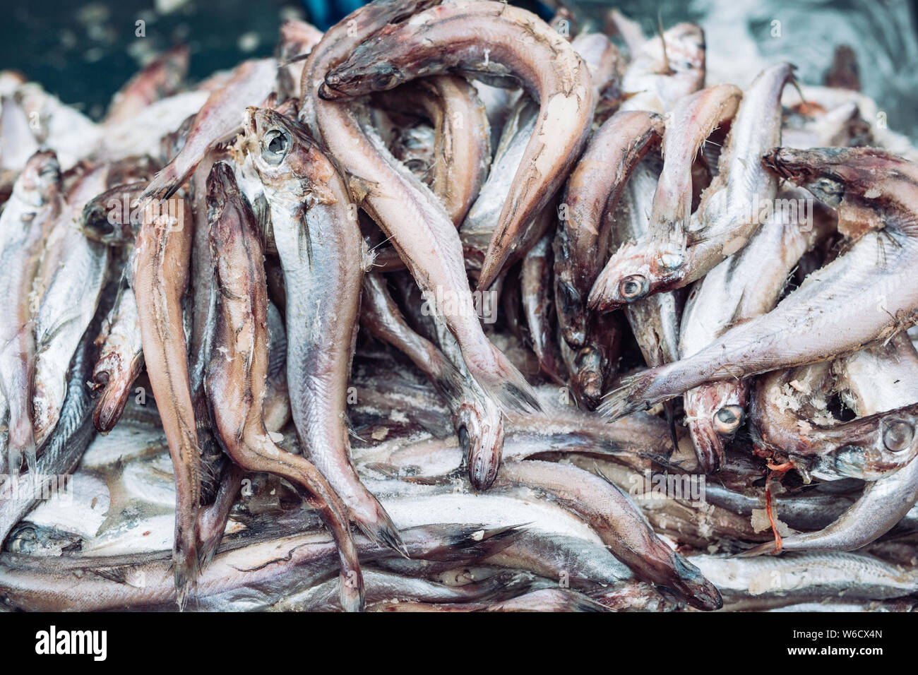 Fisch Sprotten auf dem Fischmarkt. Frische organische Fisch Stockfoto