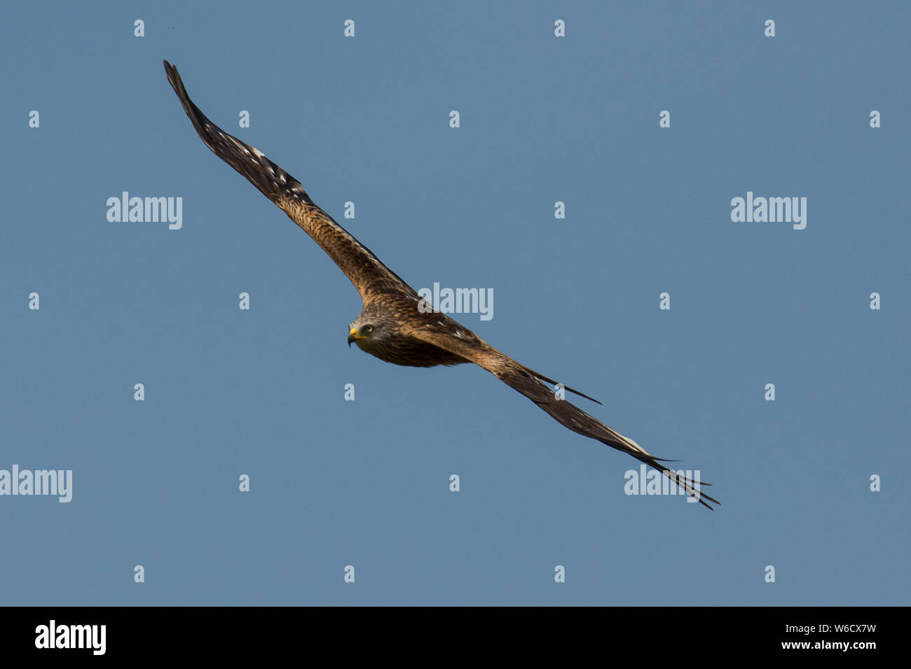 Rotmilan Milvus milvus Fliegen Stockfoto