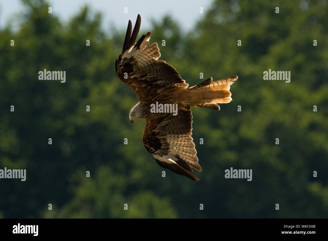 Rotmilan Milvus milvus Fliegen Stockfoto