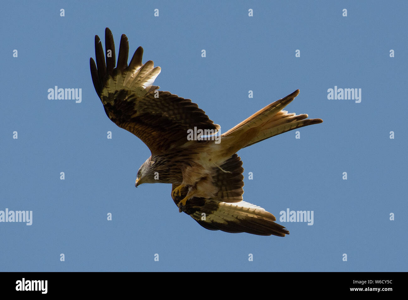 Rotmilan Milvus milvus Fliegen Stockfoto