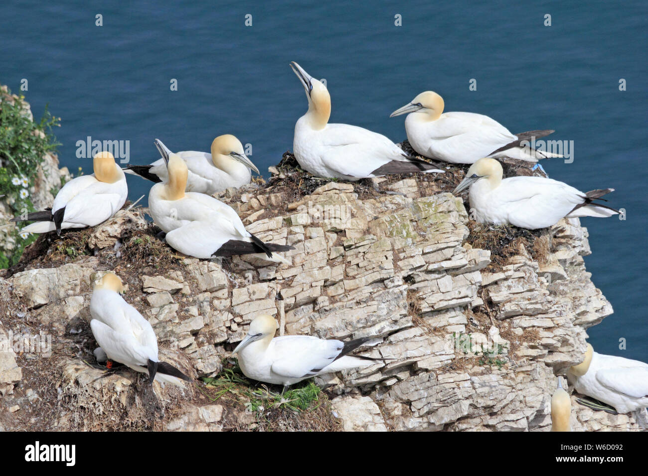 Basstölpel nisten auf Bempton Cliffs Stockfoto