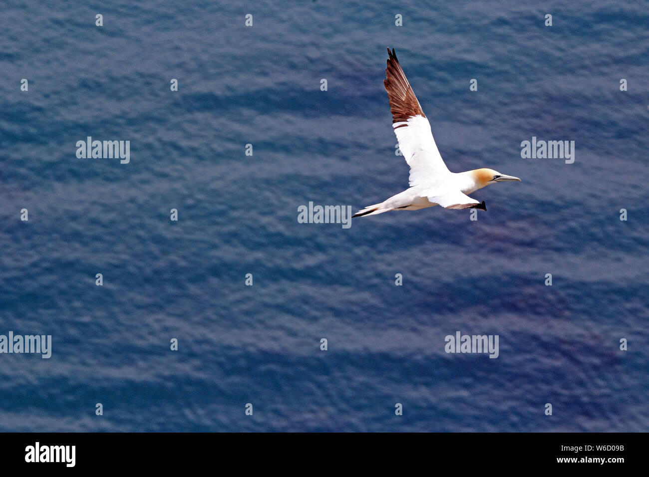 Gannett im Flug aus Bempton Cliffs RSPB Reservat Stockfoto