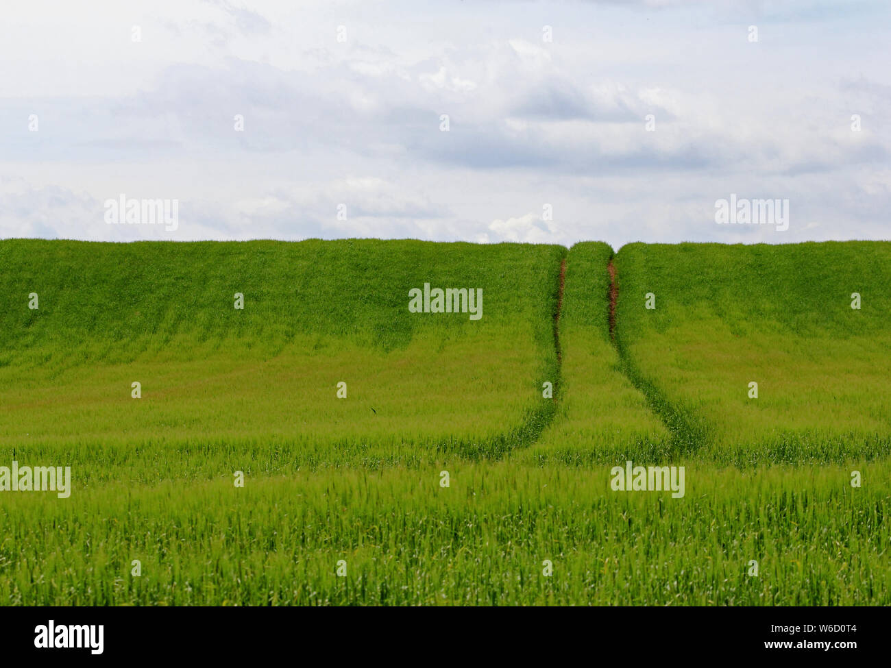 Traktor Linien durch das Feld wachsende landwirtschaftliche Kulturpflanzen, Bempton, East Yorkshire Stockfoto