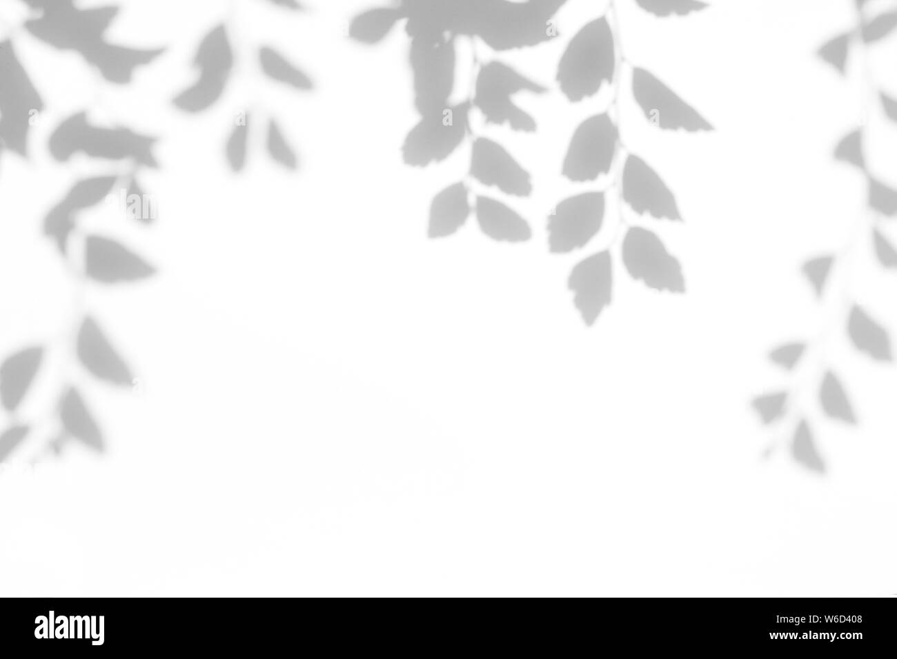 Graue Schatten der Blätter auf einer weißen Wand. Abstrakten neutralen Charakter Konzept verschwommenen Hintergrund. Platz für Text. Stockfoto