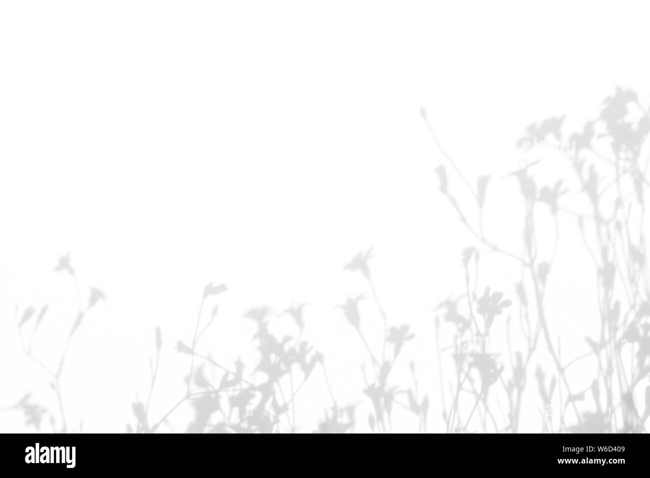 Graue Schatten der Blumen und zarten Gras auf eine weiße Wand. Abstrakten neutralen Charakter Konzept Hintergrund. Platz für Text. Unscharfe, defokussiert. Stockfoto