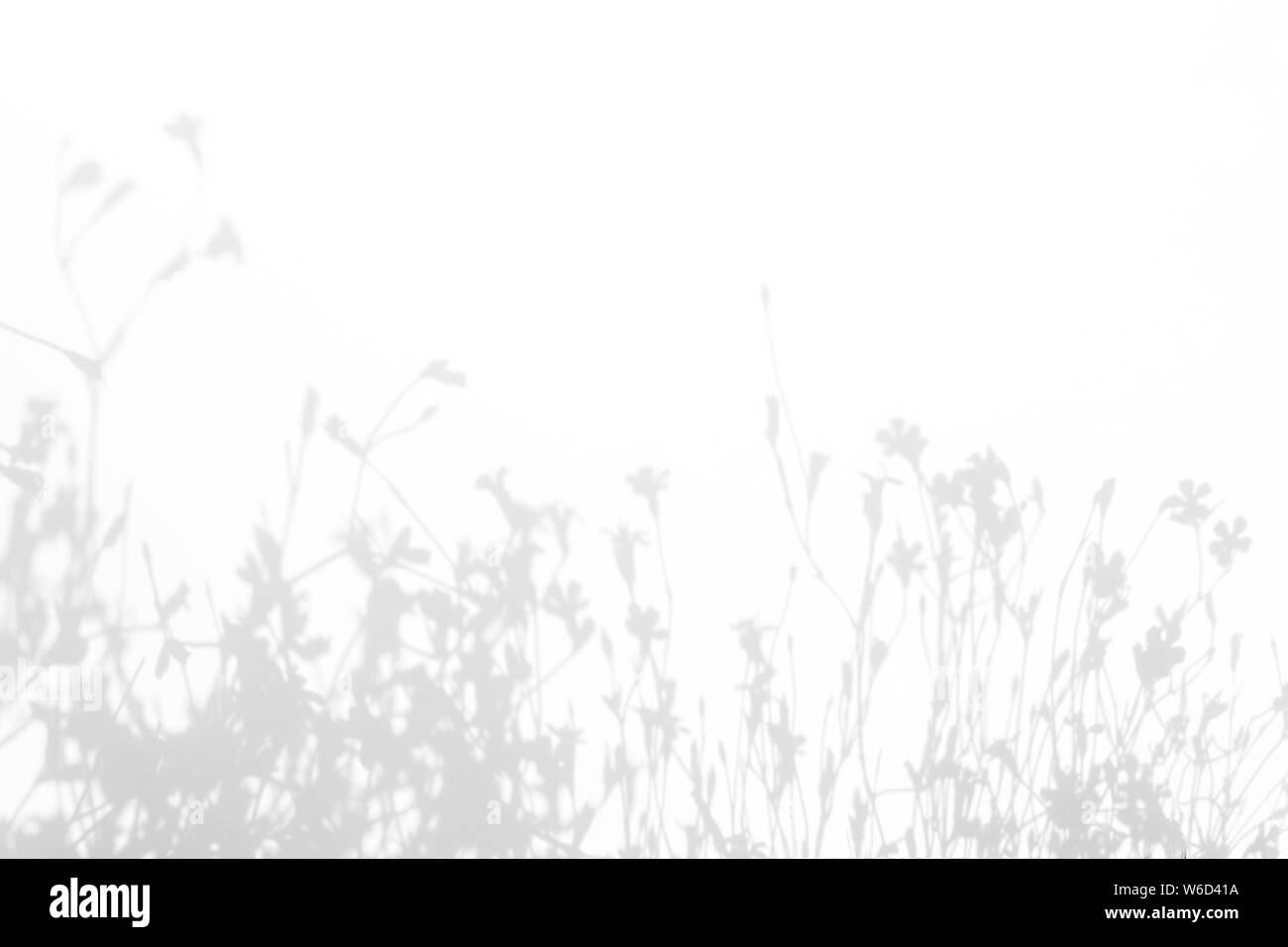 Graue Schatten der Blumen und zarten Gras auf eine weiße Wand. Abstrakten neutralen Charakter Konzept Hintergrund. Platz für Text. Unscharfe, defokussiert. Stockfoto
