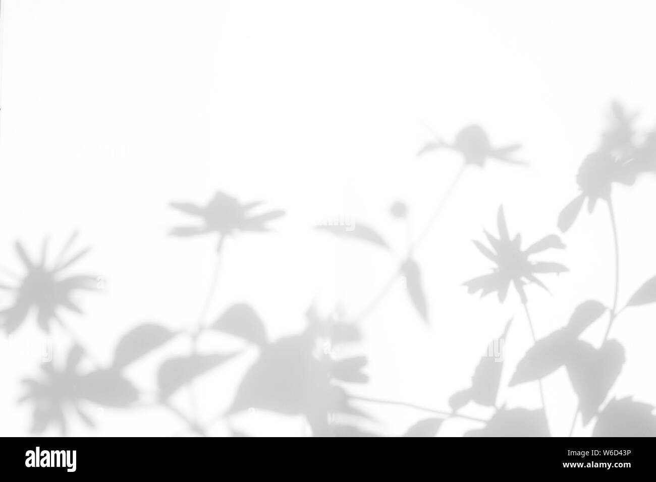 Graue Schatten der Blumen auf eine weiße Wand. Abstrakten neutralen Charakter Konzept Hintergrund. Platz für Text. Unscharfe, defokussiert. Stockfoto
