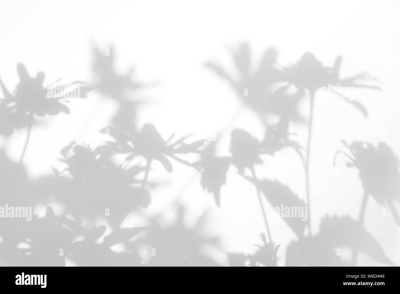 Graue Schatten der Blumen auf eine weiße Wand. Abstrakten neutralen Charakter Konzept Hintergrund. Platz für Text. Unscharfe, defokussiert. Stockfoto