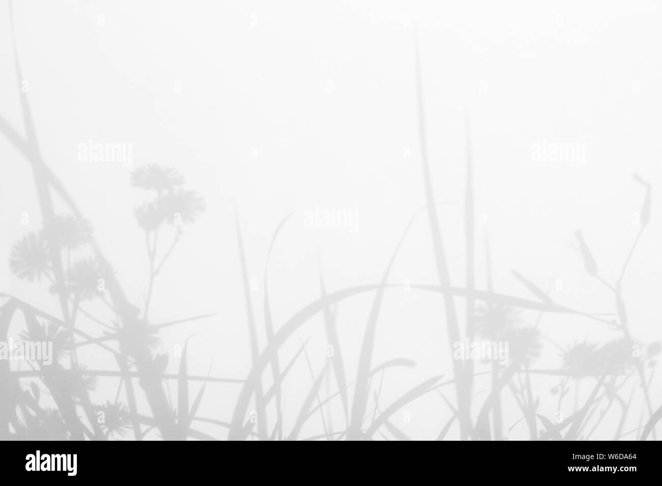 Graue Schatten der Blumen und zarten Gras auf eine weiße Wand. Abstrakten neutralen Charakter Konzept Hintergrund. Platz für Text. Unscharfe, defokussiert. Stockfoto