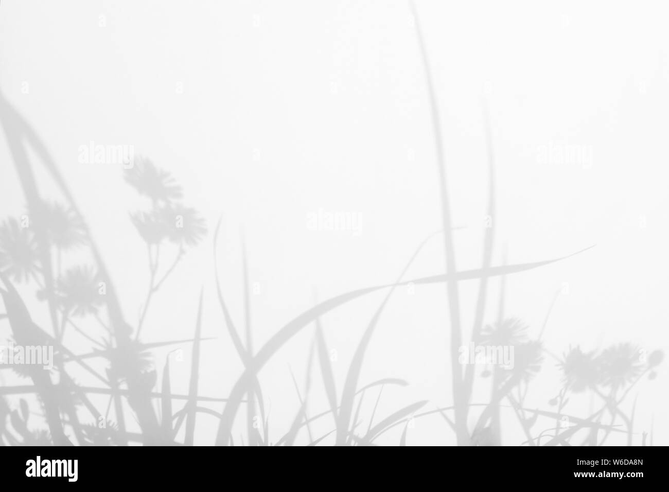 Graue Schatten der Blumen und zarten Gras auf eine weiße Wand. Abstrakten neutralen Charakter Konzept Hintergrund. Platz für Text. Unscharfe, defokussiert. Stockfoto