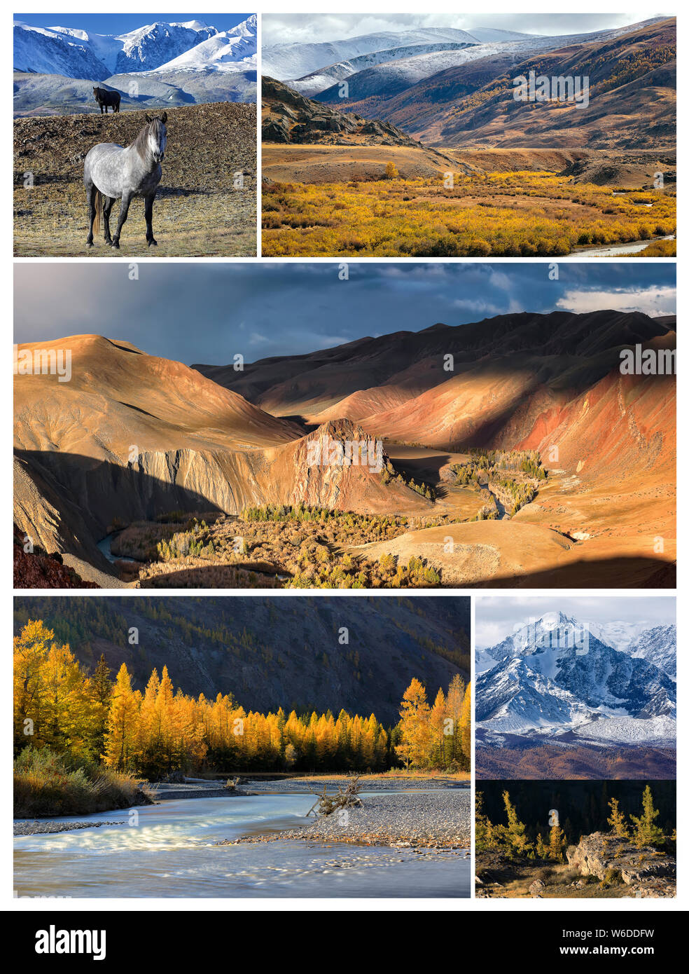 Collage aus Fotos. Goldene Herbst Landschaft mit North Ridge Chuya Berge, Tal der Kyzylshin Fluss und Altai Gebirge, wilde Pferde und Wald Stockfoto