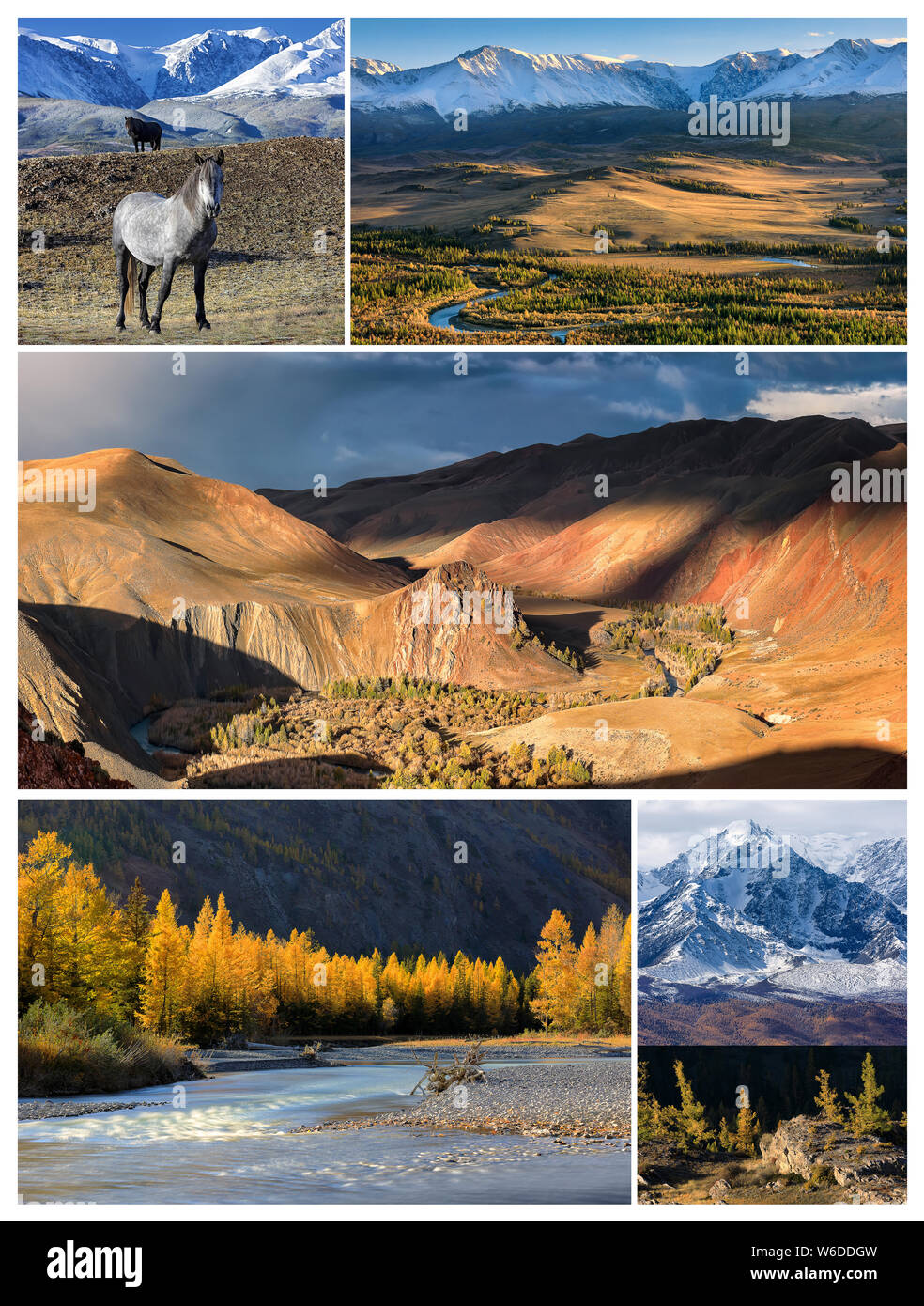 Collage aus Fotos. Herbst Landschaft mit North Ridge Chuya Berge, Tal der Kyzylshin Fluss und Altai Gebirge, wilde Pferde und Lärchen Stockfoto